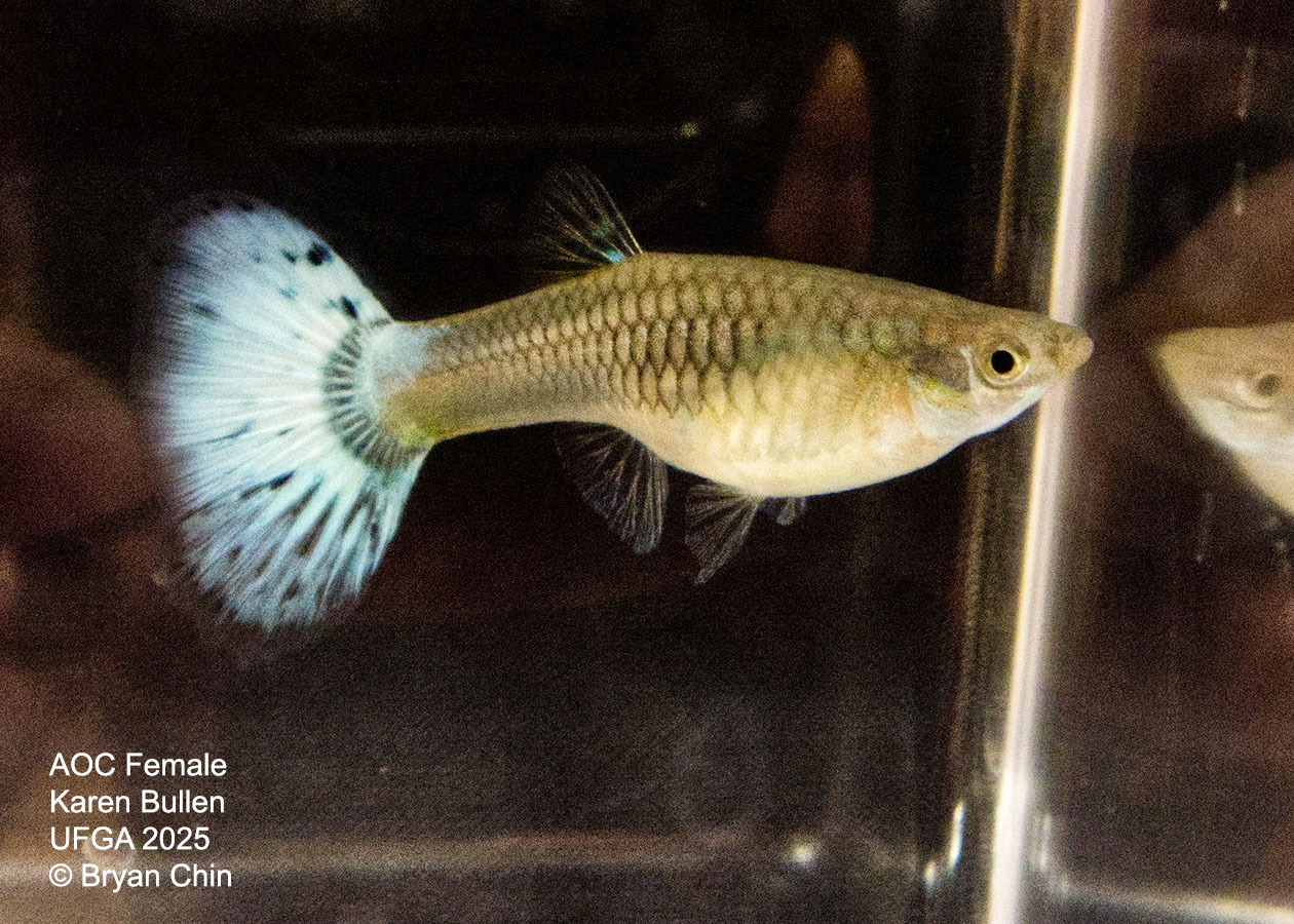Guppy Female  Green Variegated Pastel